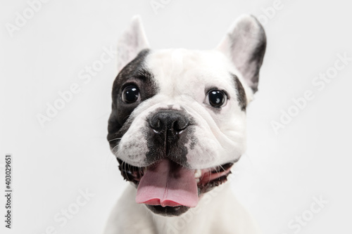 Beauty portrait. French Bulldog young dog is posing. Cute playful white-black doggy or pet is playing and looking happy isolated on white background. Concept of motion, action, movement.