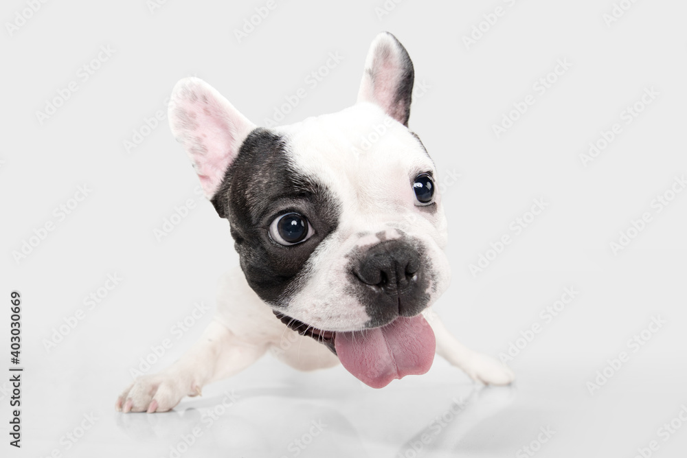 Fashion show. French Bulldog young dog is posing. Cute playful white-black doggy or pet is playing and looking happy isolated on white background. Concept of motion, action, movement.