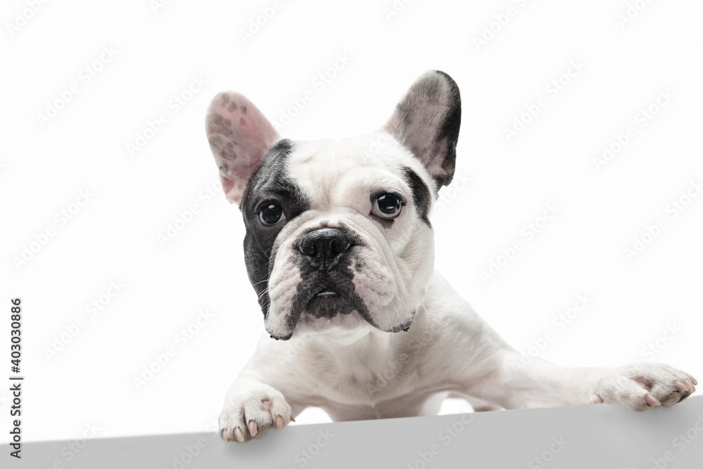 Listening to you. French Bulldog young dog is posing. Cute playful white-black doggy or pet is playing and looking happy isolated on white background. Concept of motion, action, movement.