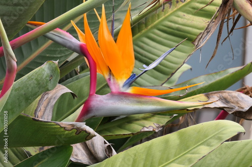 Paradiesvogelblume , auch Königs-Strelitzie, Königin-Strelitzie oder Papageienblume (Strelitzia reginae) in Südafrika.
