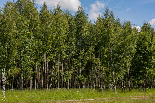 birch forest wood on sunny day