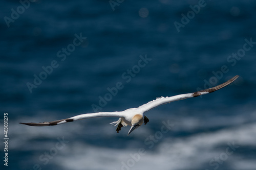 A Northern Gannet bird with its wings spread flying. The eloquent looking bird has a yellow head, blue eyes and beak and a white feather back with a brown tail. The bird's neck is tilted hunting.
