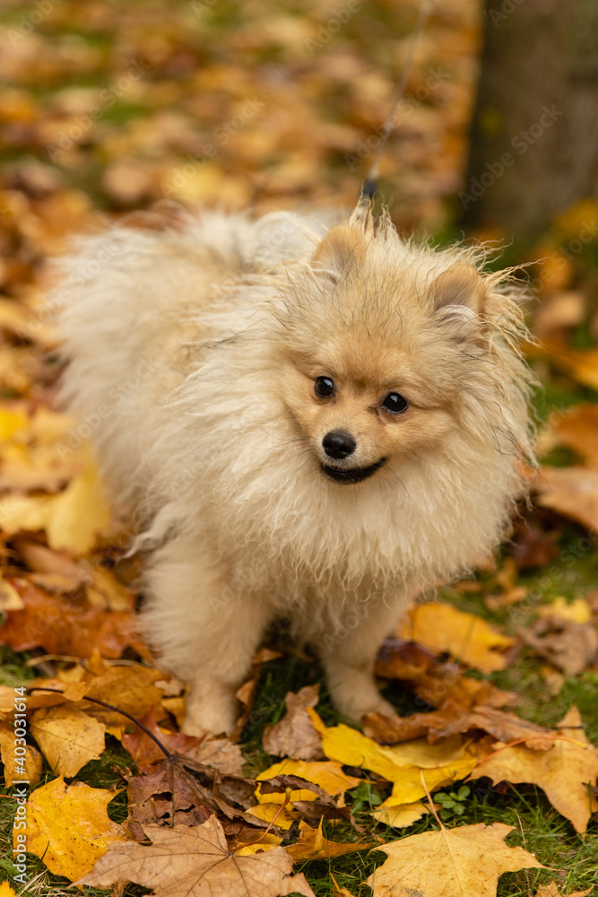 Spitz dog lying in golden autumn with colorful yellow and orange leaves. Puppy in the park