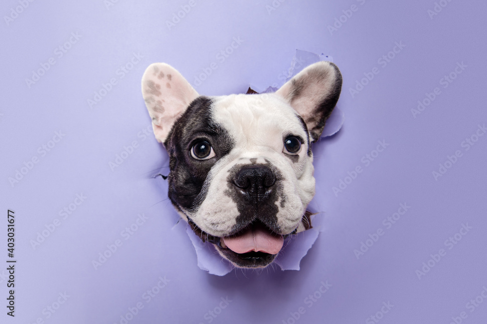 Gentleman. French Bulldog young dog is posing. Cute playful white-black doggy or pet is playing and looking happy isolated on purple background. Concept of motion, action, movement.