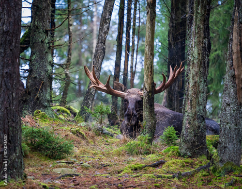 Moose bull with big antlers in forest with blurred background. Selective focus. photo