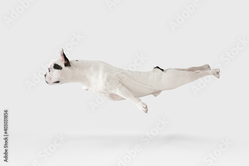 Levitating flying dog. French Bulldog young dog is posing. Cute playful white-black doggy or pet is playing and looking happy isolated on white background. Concept of motion, action, movement.