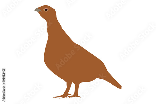 Canvastavla Western capercaillie (Tetrao urogallus), Eurasian capercaillie, wood grouse, hea