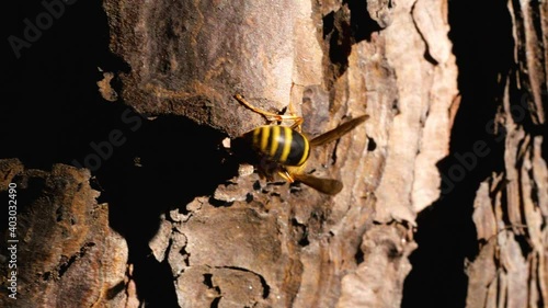 bee entering through the bark