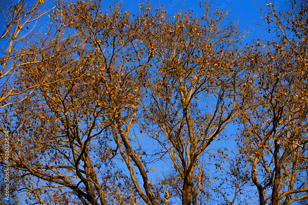 Branches and background of blue sky Branches and background of blue sky