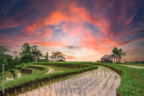 (Selective focus) Stunning view of a farmer hut's and a beautiful and colorful morning sky reflected in the rice fields. Jatiluwih rice terrace, Tabanan Regency, North Bali, Indonesia. photo