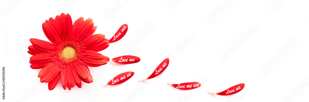 Red daisy with petal love me love not isolated on white panoramic background, Valentine's day web banner