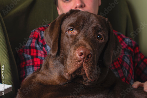 The man hugs the dog. The man adores the dog. Canine therapy. Chocolate labrador with man at home