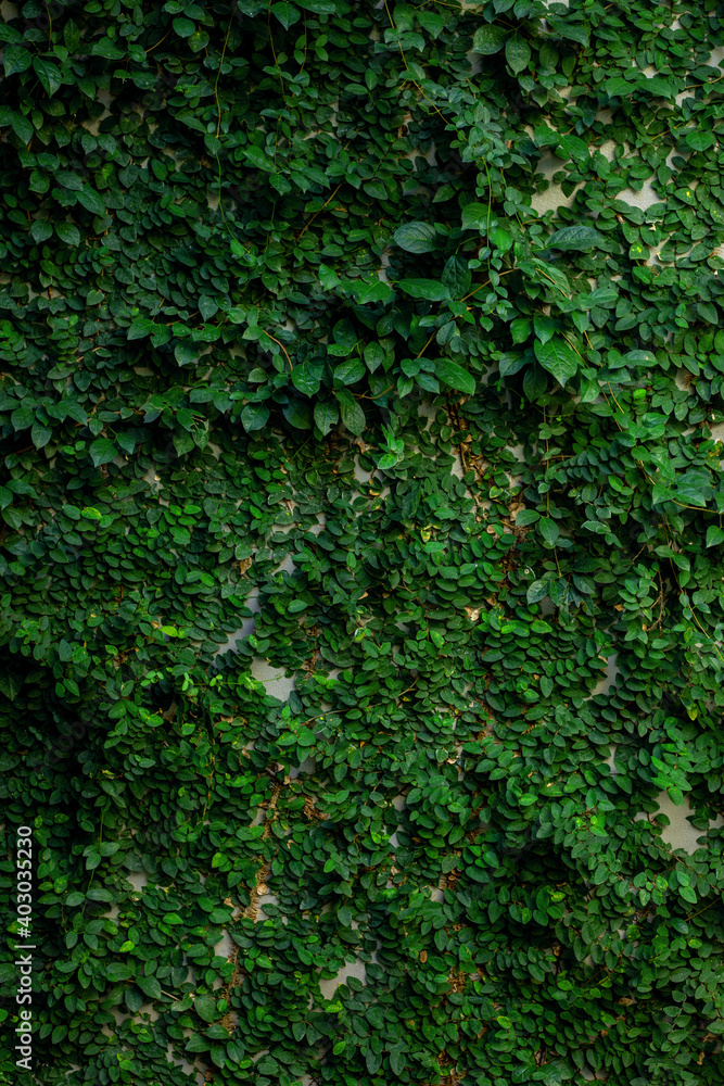 Obraz premium closeup nature view of tropical leaves background, dark tone concept