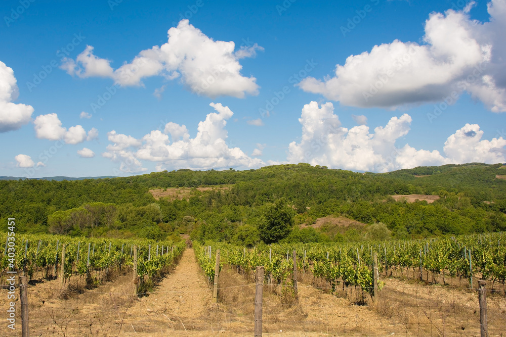 A vineyard in the late summer near Murlo, Siena Province, Tuscany, Italy
