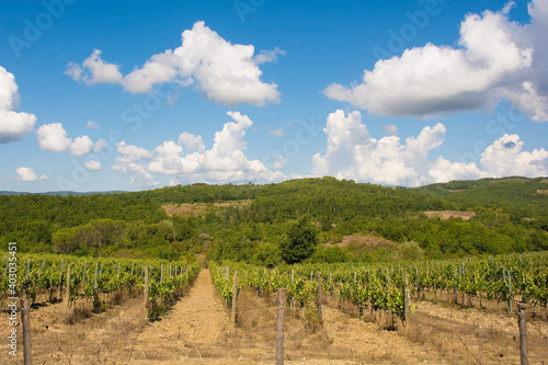 A vineyard in the late summer near Murlo, Siena Province, Tuscany, Italy
