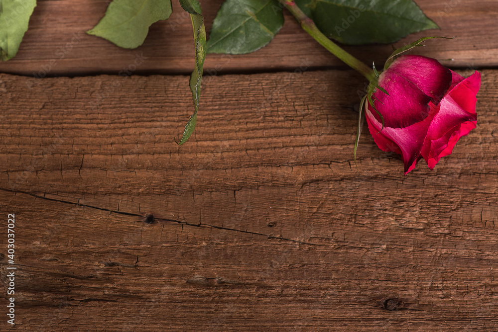 Red rose flower on wooden surface