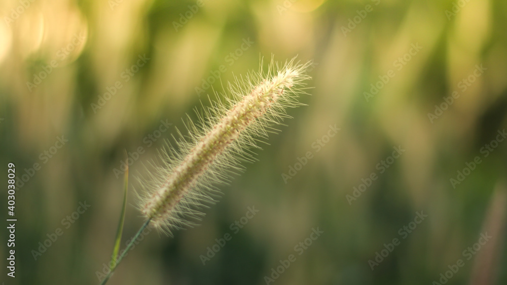 Field of grass flower nature background soft focus Field of grass flower nature background soft focus