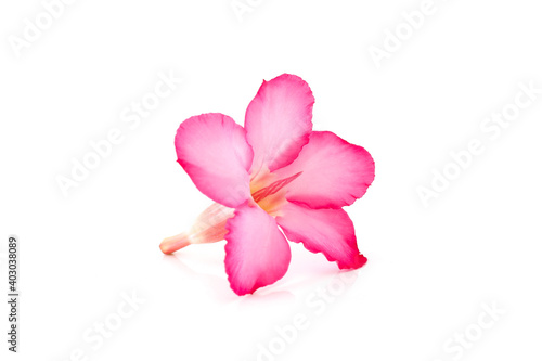 Floral background. Close up of Tropical flower Pink Adenium. Desert rose on isolated white background