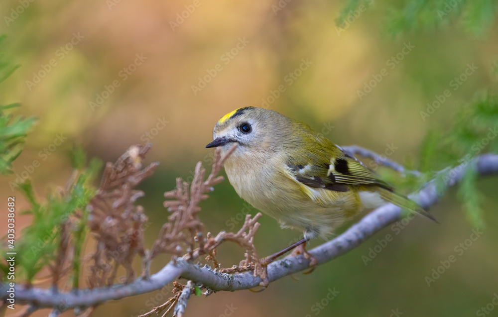 Goldcrest, regulus regulus. The smallest bird of Eurasia sits on a thuja tree branch