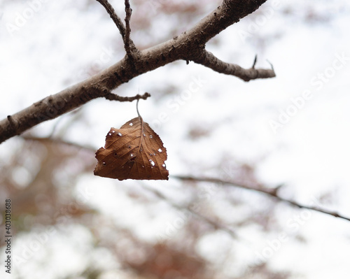 木の枝と枯葉