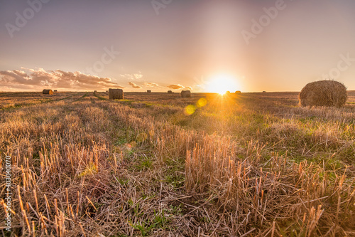 sunset in the field