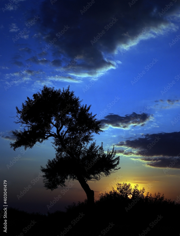 Fototapeta premium A close up photo of a tree in front of different shades of sky such as blue with dark clouds. Silhouette of the tree and the path it is on, reflects the aesthetic aspect of the photo.