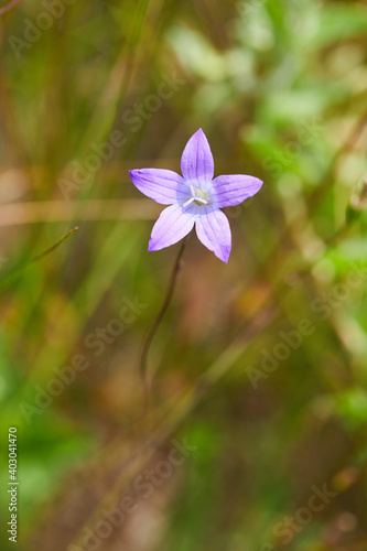 Single bell flower on the field macro close up. Russia