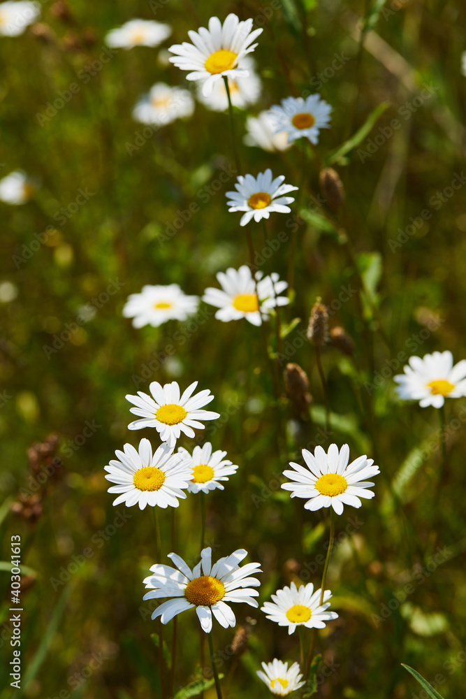 Blooming chamomile (camomile) on a wild field in Russia in summer on a sunny day macro close up. Nature of Central Russia Blooming chamomile (camomile) on a wild field in Russia in summer on a sunny day macro close up. Nature of Central Russia