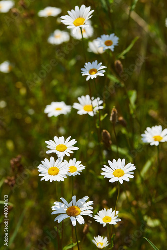 Blooming chamomile  camomile  on a wild field in Russia in summer on a sunny day macro close up. Nature of Central Russia