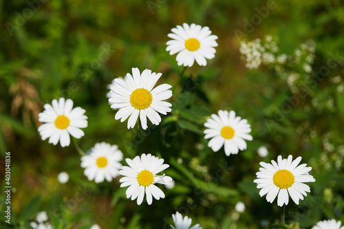 Blooming chamomile  camomile  on a wild field in Russia in summer on a sunny day macro close up. Nature of Central Russia