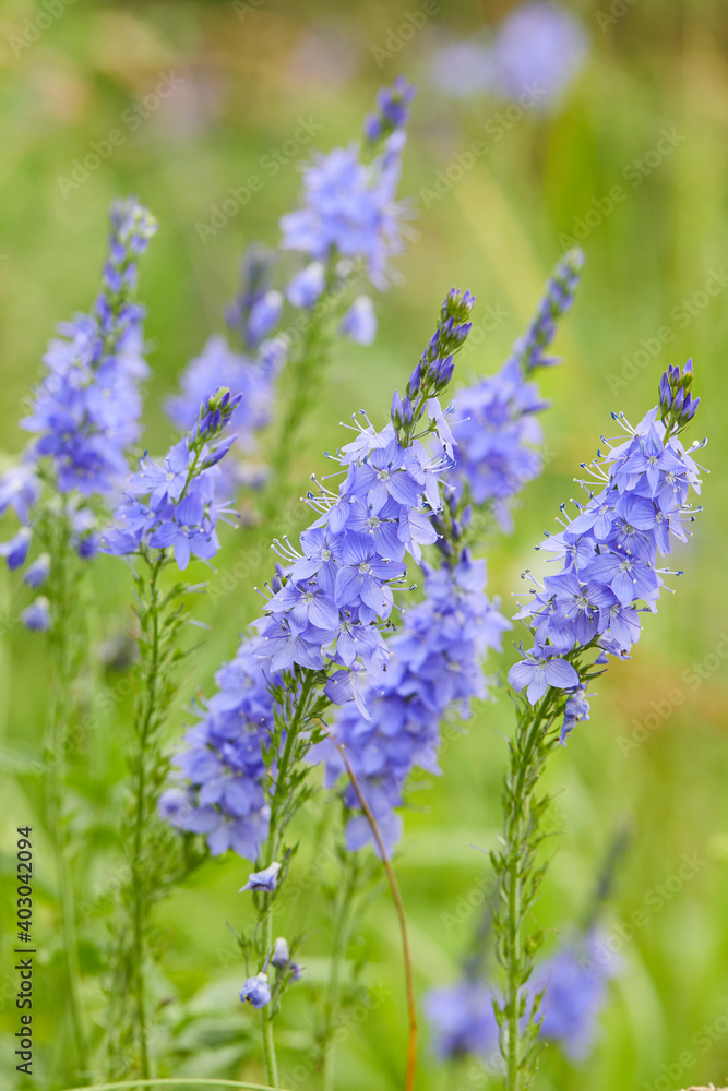 Obraz premium Veronica austriaca - purple-blue flowers on the field in summer in the sun. Meadow flowers of an average strip of Russia.