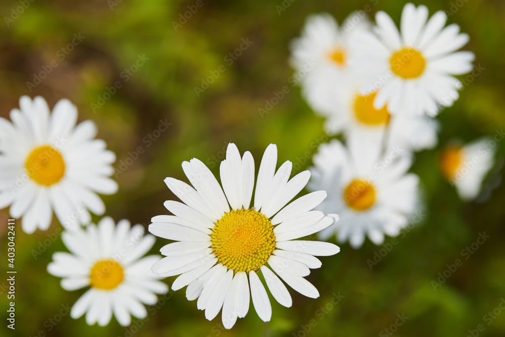 Blooming chamomile (camomile) on a wild field in Russia in summer on a sunny day macro close up. Nature of Central Russia