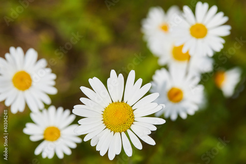 Blooming chamomile  camomile  on a wild field in Russia in summer on a sunny day macro close up. Nature of Central Russia