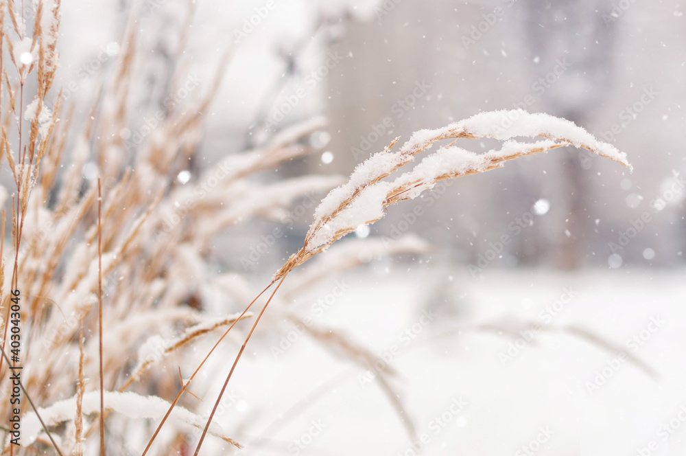 Plant branches under a layer of snow, winter. Plant branches under a layer of snow, winter.