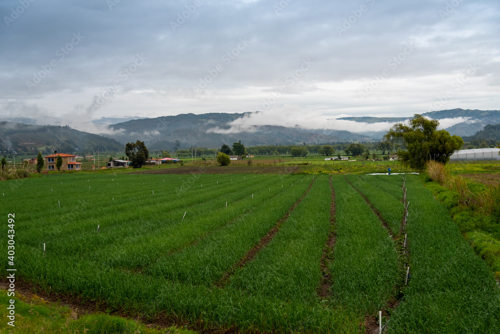 Farm with cultivated field in a temperate climate in Colombia.
