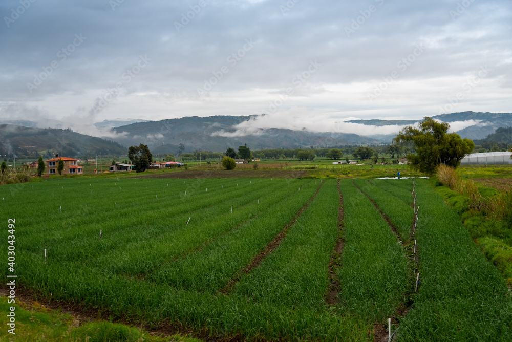 Farm with cultivated field in a temperate climate in Colombia. Farm with cultivated field in a temperate climate in Colombia.