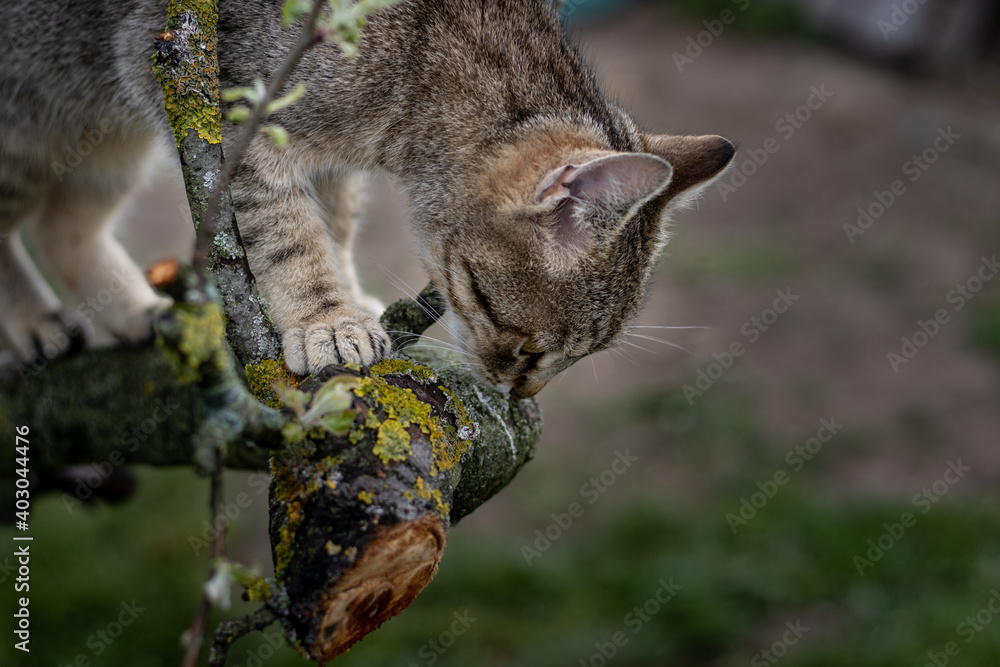 Cat climbing on the tree... Cat climbing on the tree...