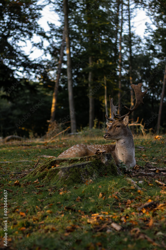 Obraz premium Gorgeous deer watching the sunset... 