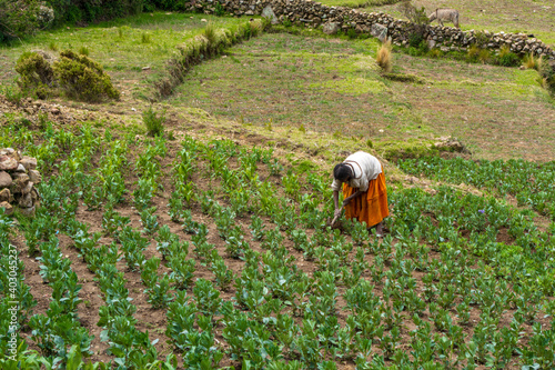  Mujer rural con su atuendo tradicional y herramientas tradicionales, cosechando el campo cultivado de la aldea en una isla en el lado boliviano del lago Titicaca