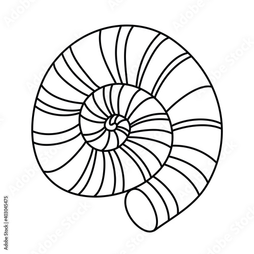 Round seashell  limestone mollusk shell  black and white hand drawn doodle vector