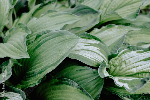 Hosta foliage background. Wallpaper with green plant leaves