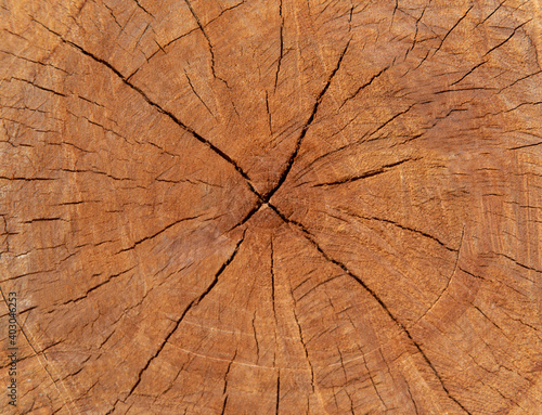 Close up shot of grunge circle yearwood which was cut from old age lump bark tree shows beautiful texture and pattern of natural timber. It can be used for vintage and industrial background