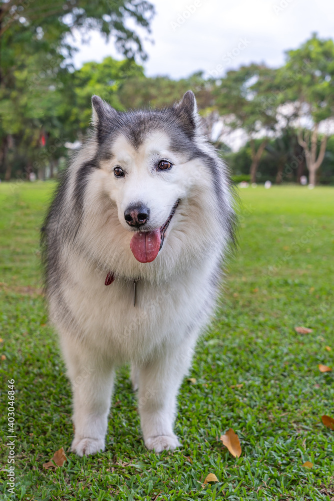 Vertical photo of adorable fluffy Alaskan malamute dog 