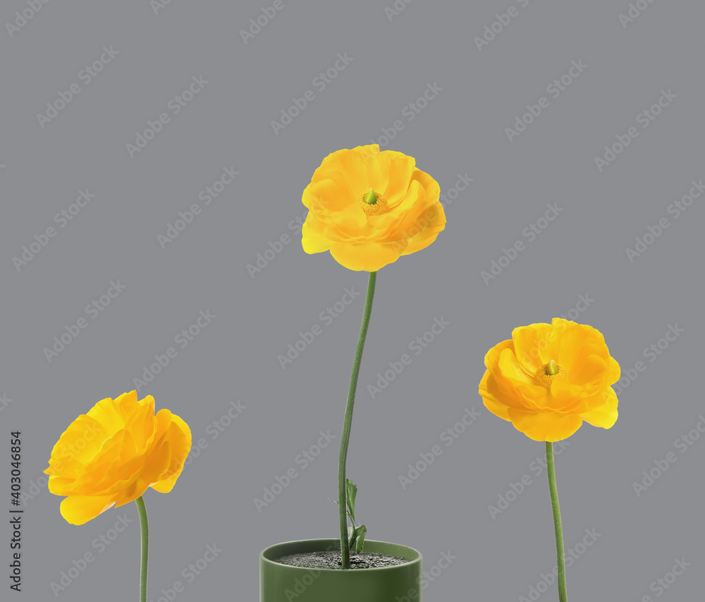Obraz premium Color of the year 2021. Beautiful yellow ranunculus flowers on grey background