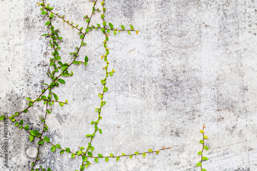 Green Creeper Plant on cement wall.