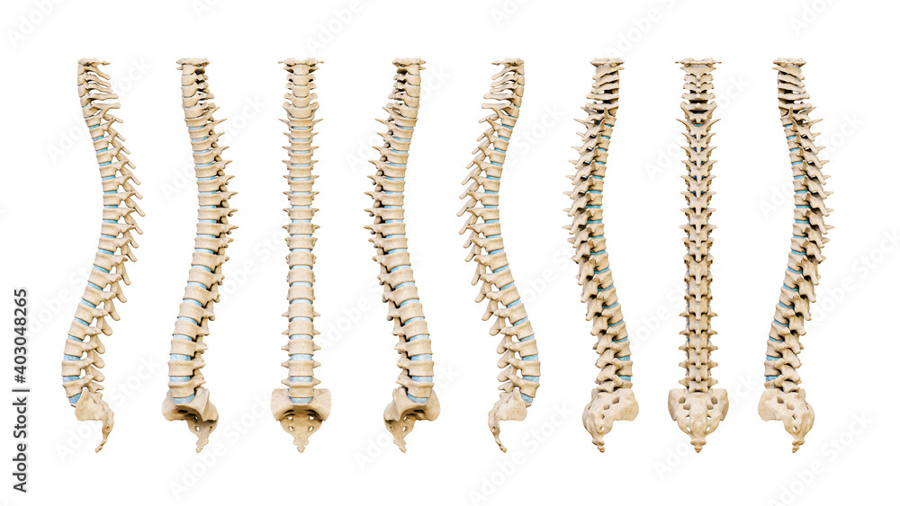 Human spinal column or backbone from eight various angles isolated on a white background. Medical and anatomy scientific 3D render illustration. Human spinal column or backbone from eight various angles isolated on a white background. Medical and anatomy scientific 3D render illustration.