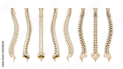 Human spinal column or backbone from eight various angles isolated on a white background. Medical and anatomy scientific 3D render illustration.