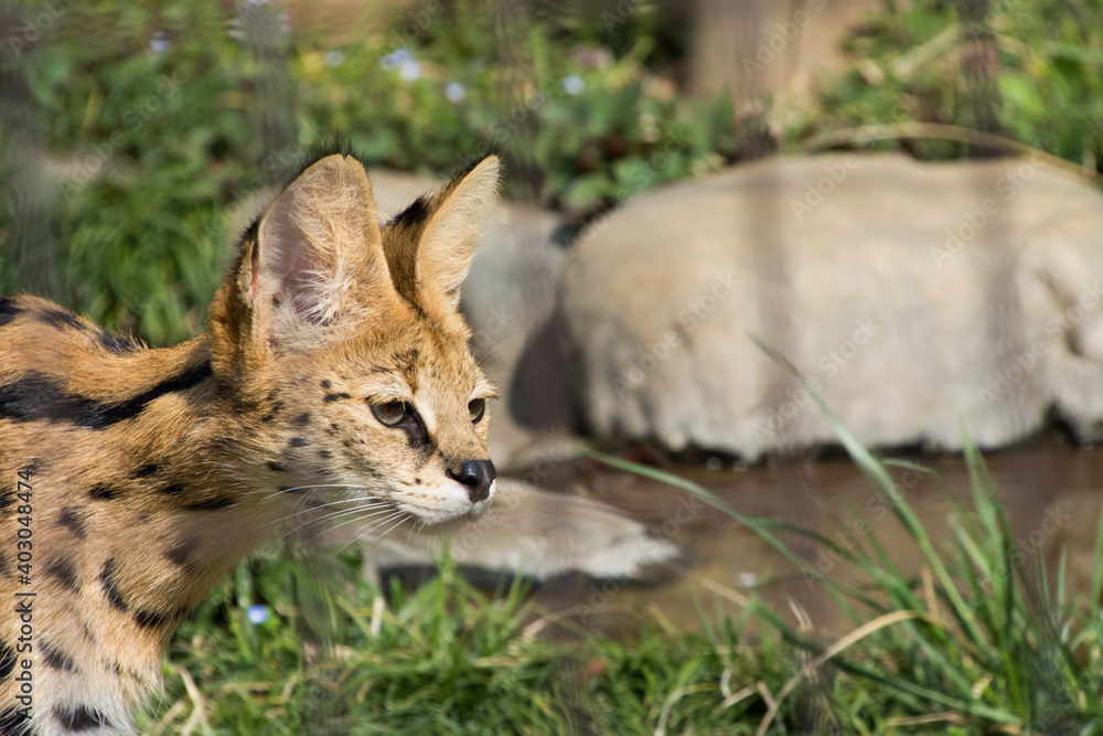 Fototapeta premium サーバル