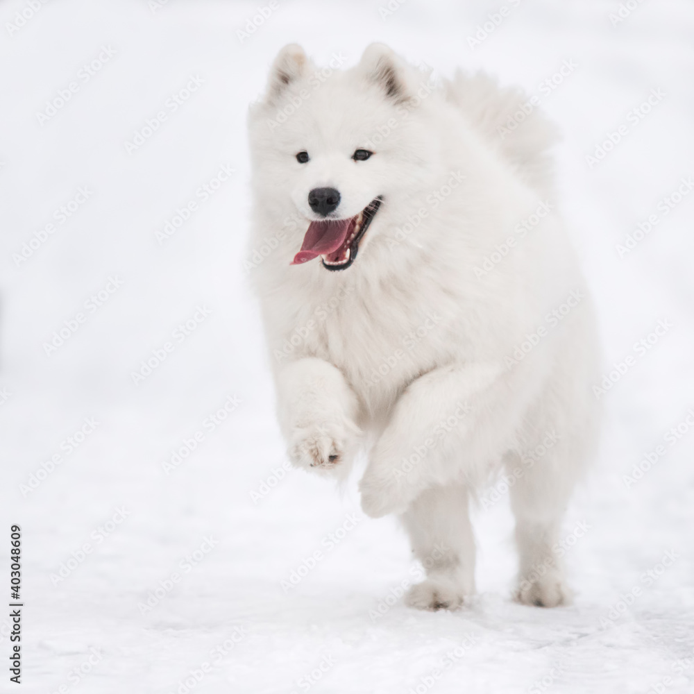 Samoyed white dog is running on snow outside