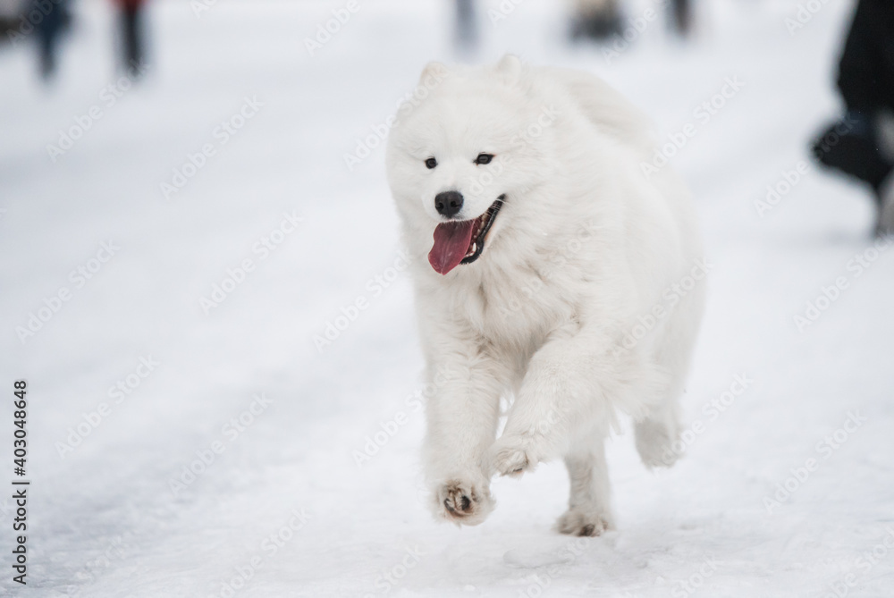 Samoyed white dog is running on snow outside Samoyed white dog is running on snow outside